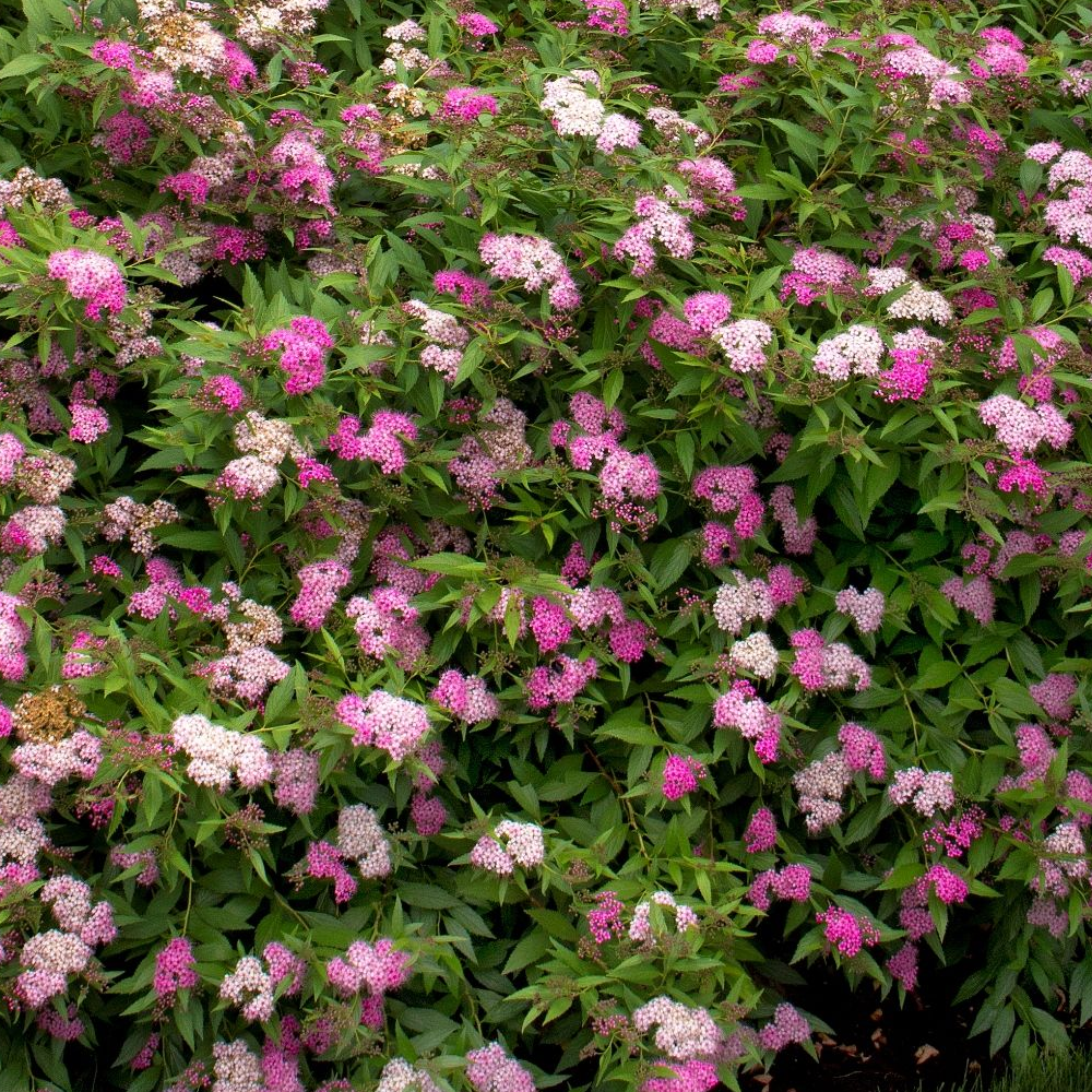 Spiraea Anthony Waterer (9cm)