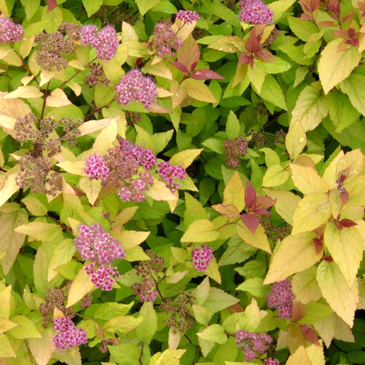 Spiraea Firelight (9cm)