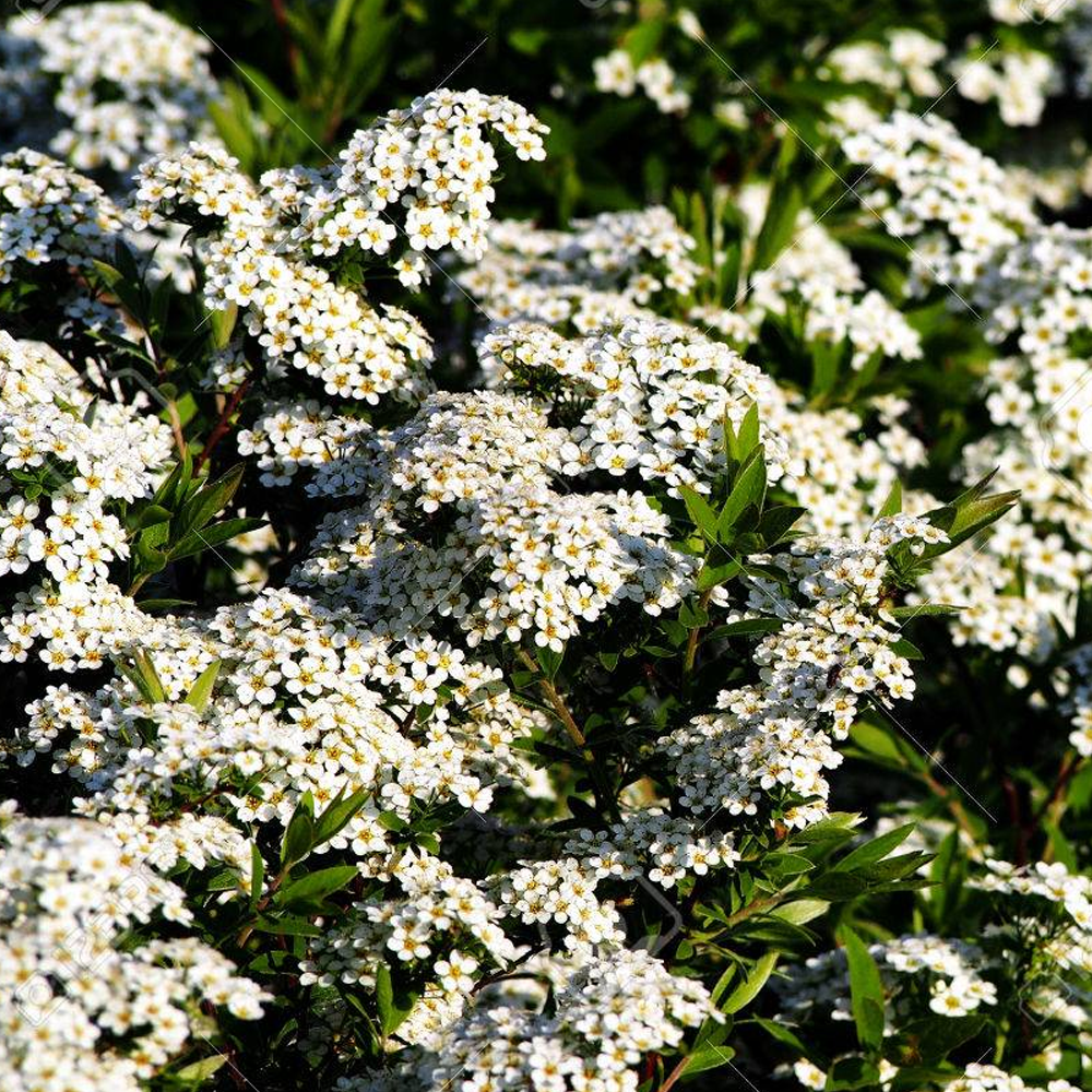 Spiraea Grefsheim (9cm)