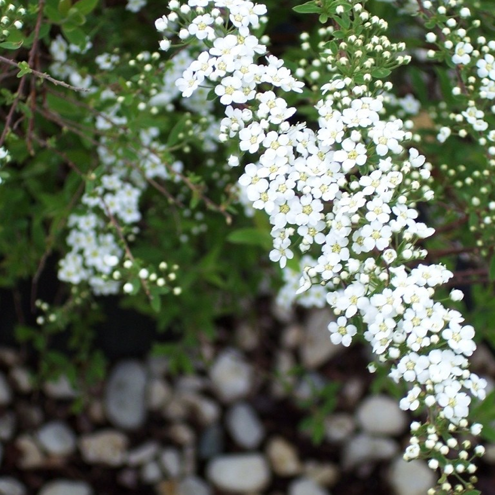 Spiraea Grefsheim (9cm)