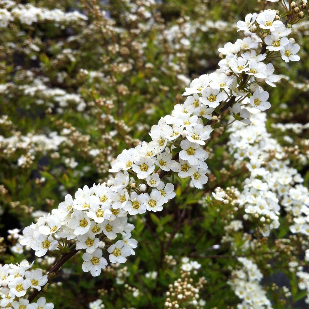 Spiraea Grefsheim (9cm)