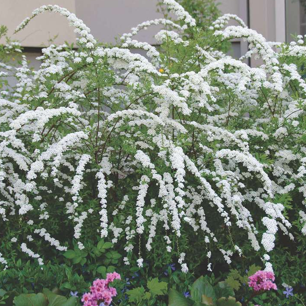 Spiraea Grefsheim (9cm)