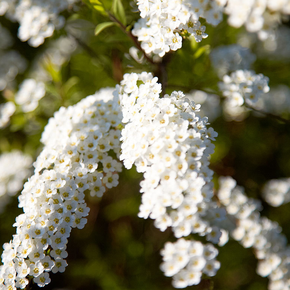 Spiraea Grefsheim (9cm)