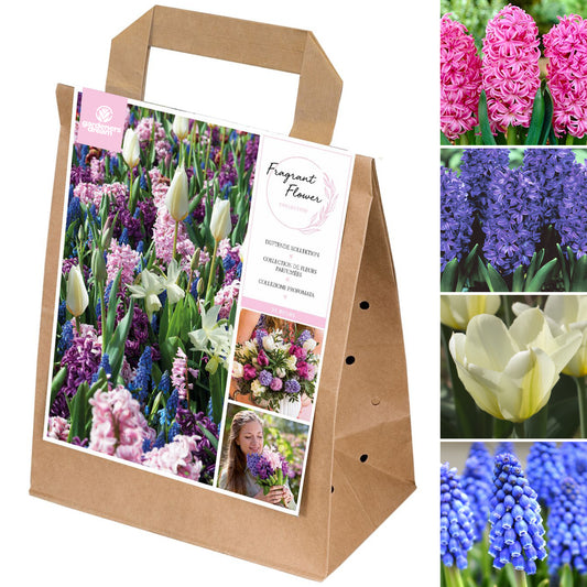 Spring Collection - Fragrant Flowers (Pack of 35)