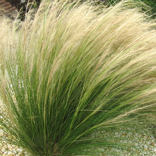 Stipa Pony Tails (9cm)