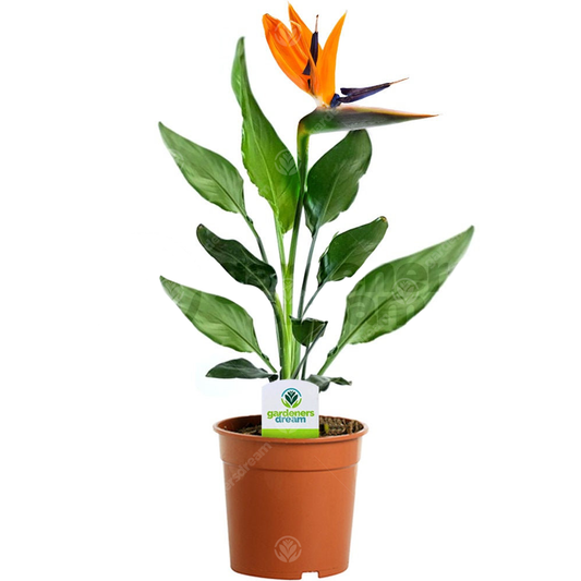 Strelitzia (12cm)