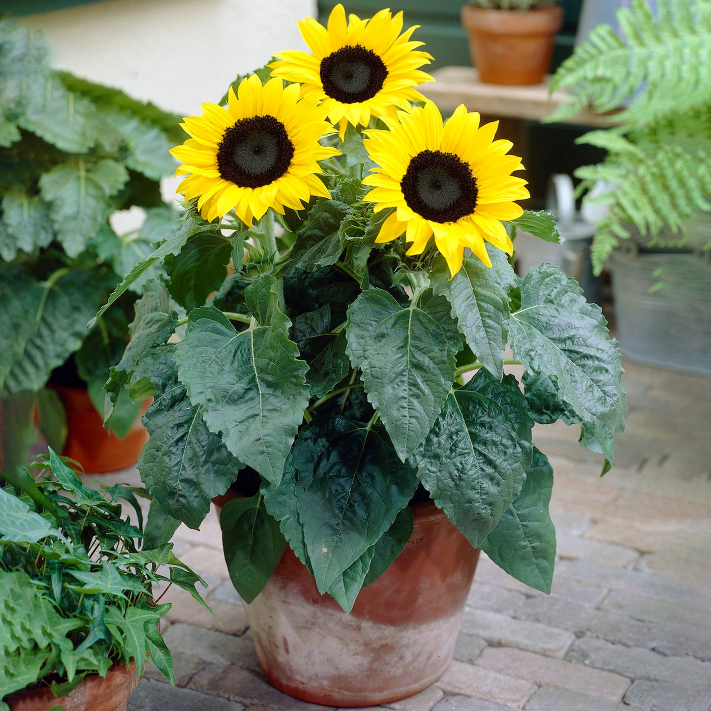 Sunflower Plant (13cm) V1