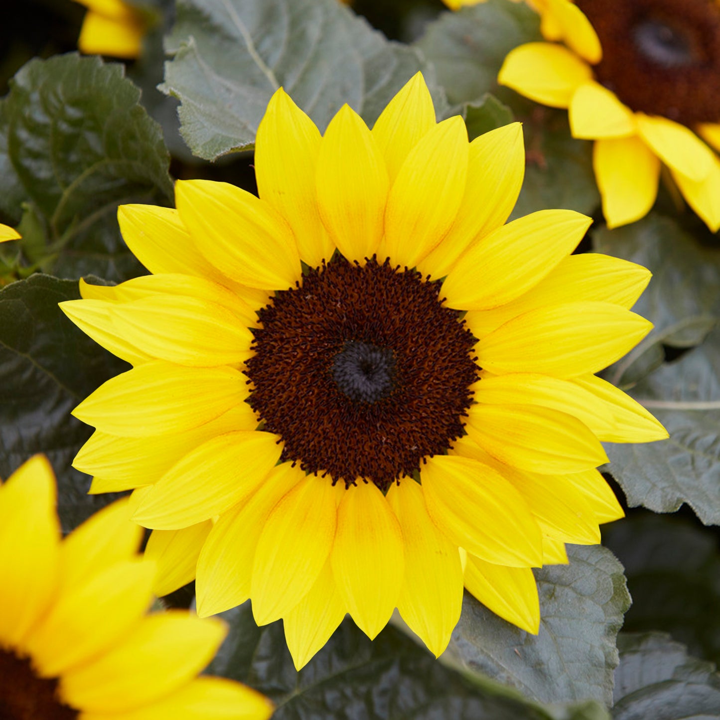 Sunflower Plant (13cm) V2