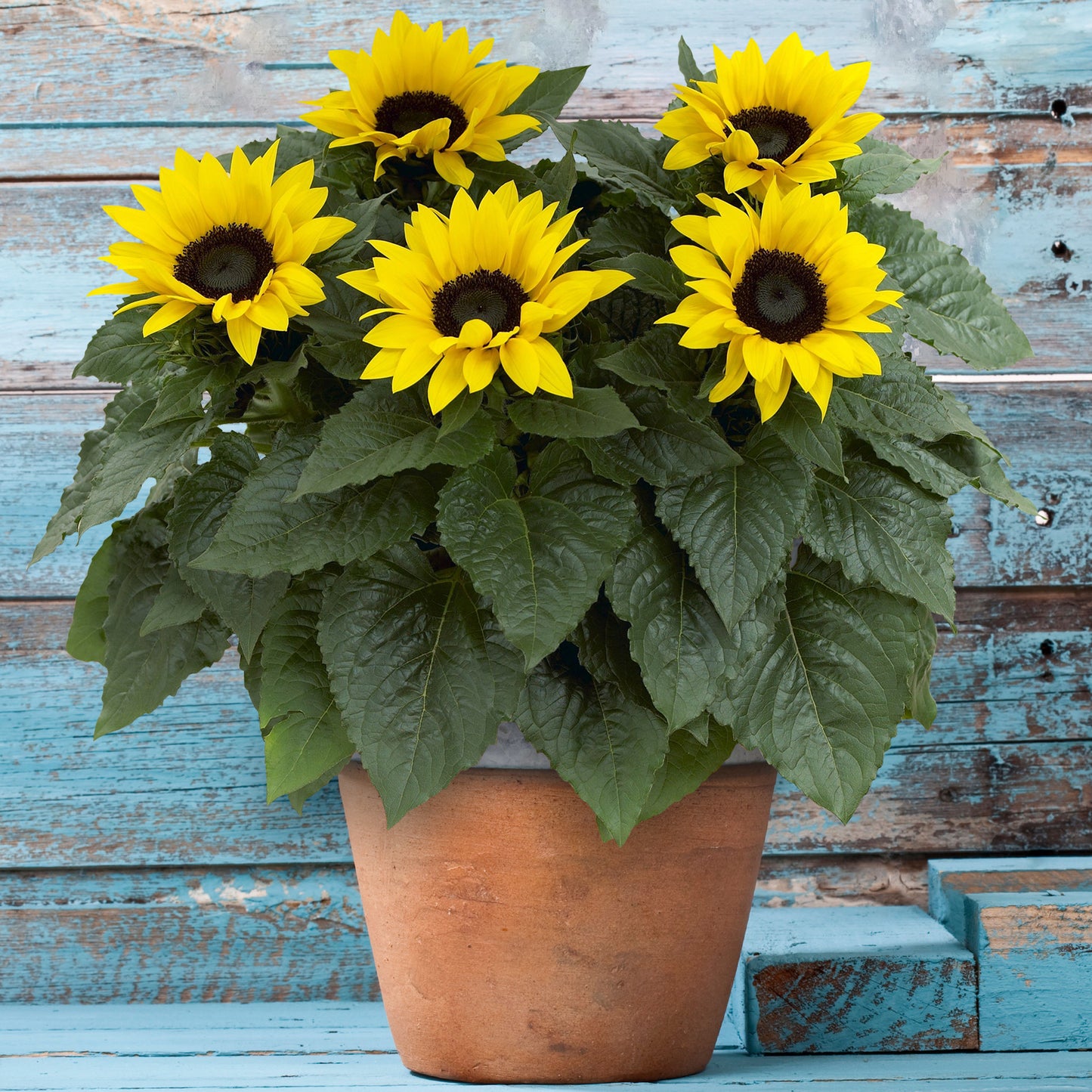 Sunflower Plant (13cm) V3