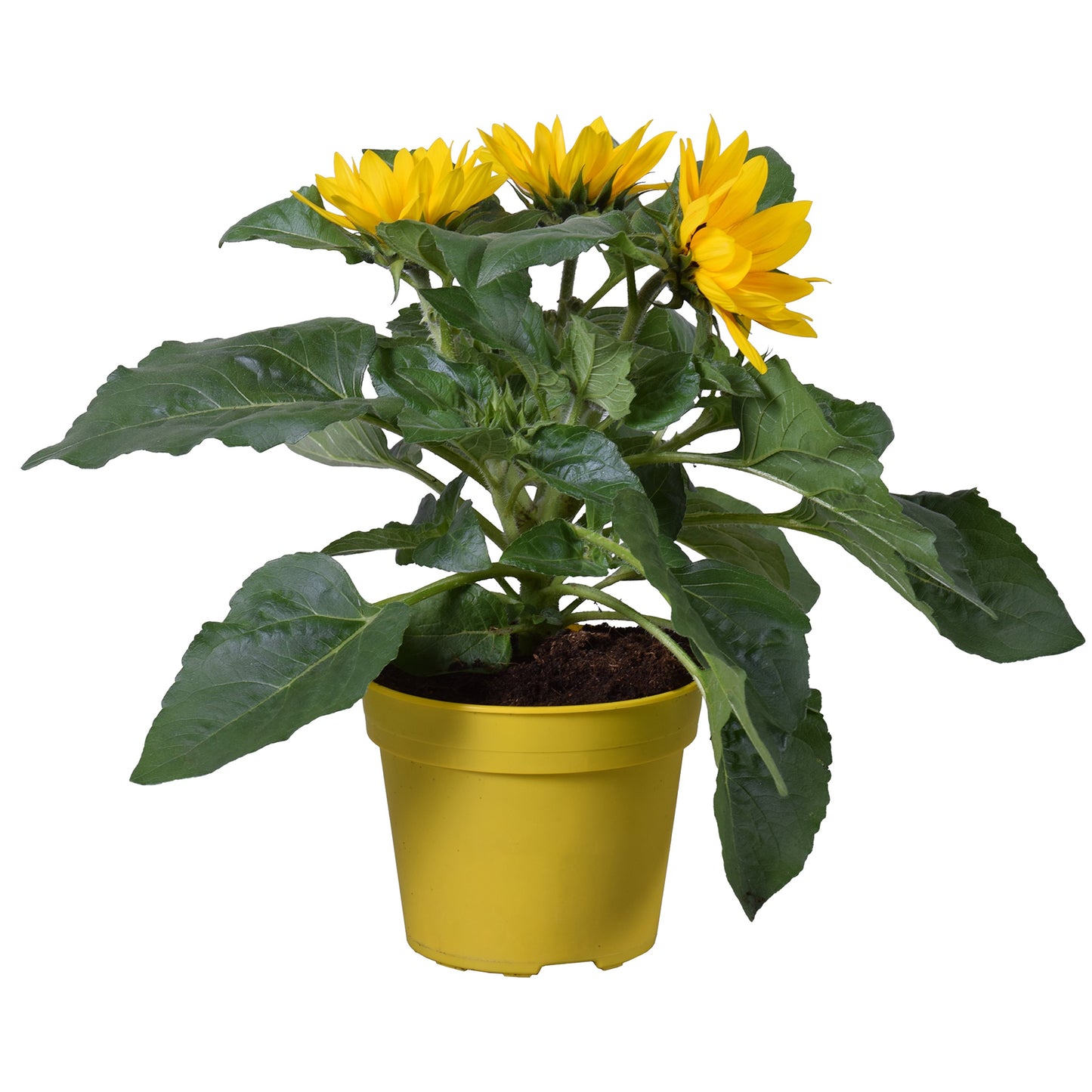 Sunflower Plant (13cm) V1