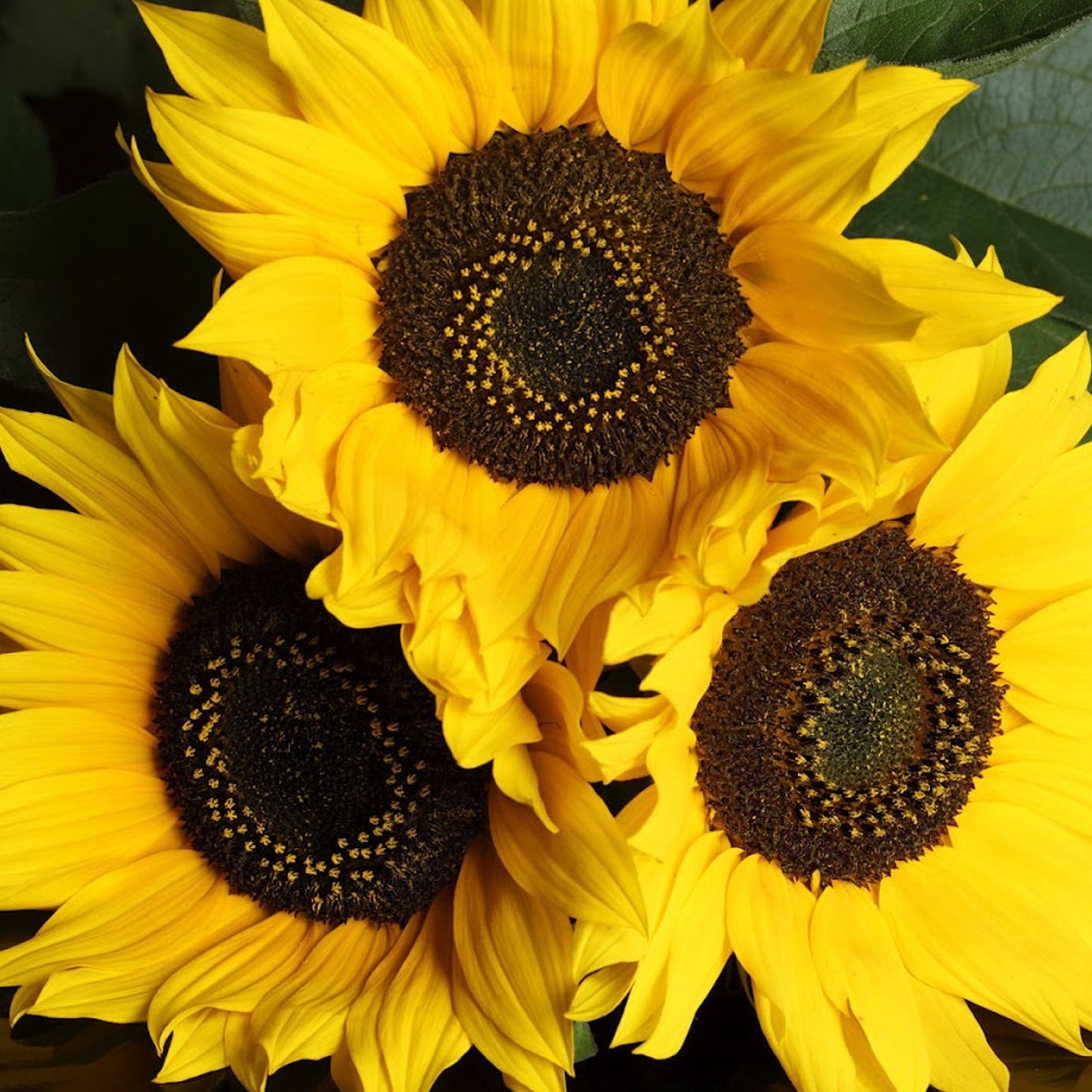 Sunflower Plant (13cm) V1