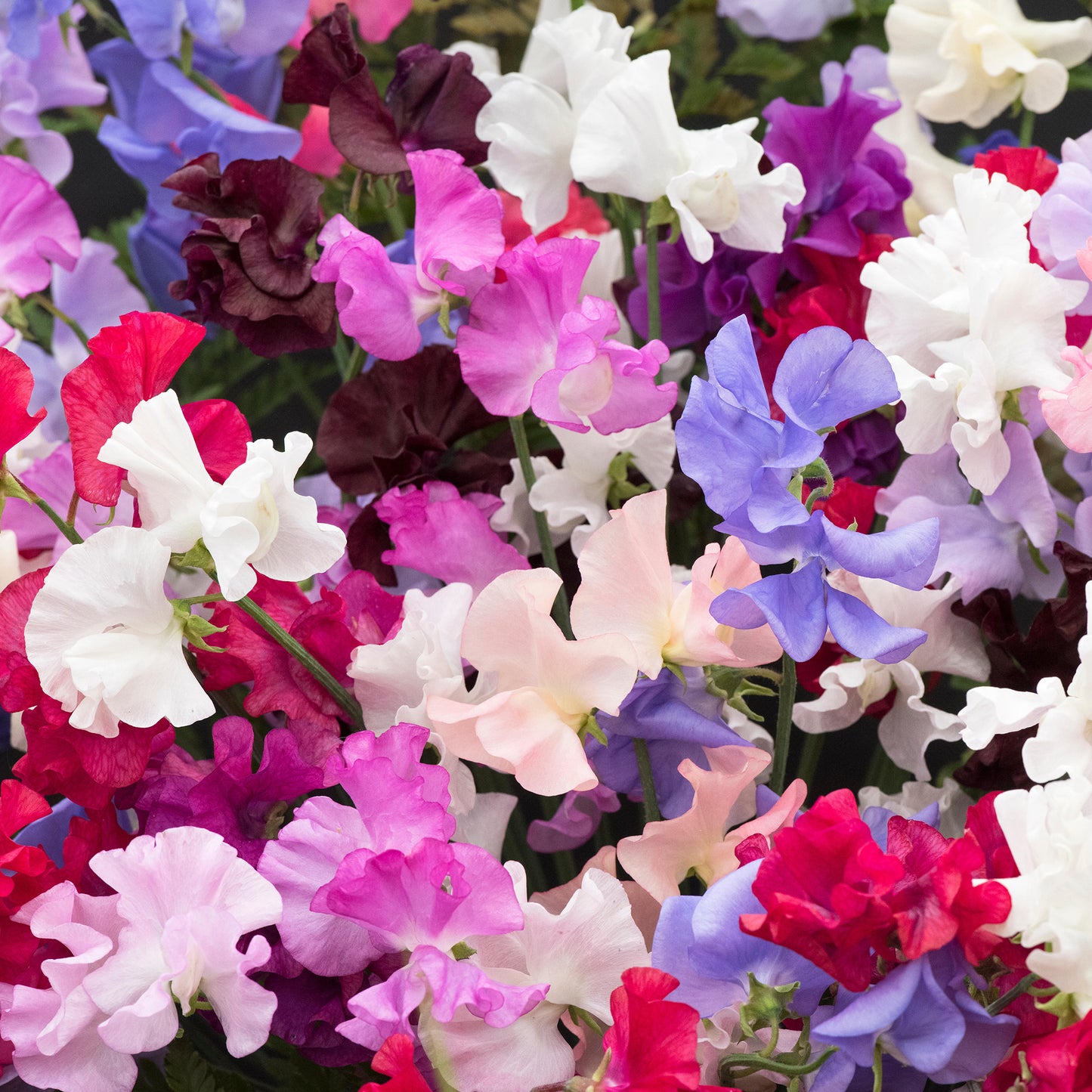 Bedding Plants - Sweet Pea Dwarf (9cm, Pack of 3)