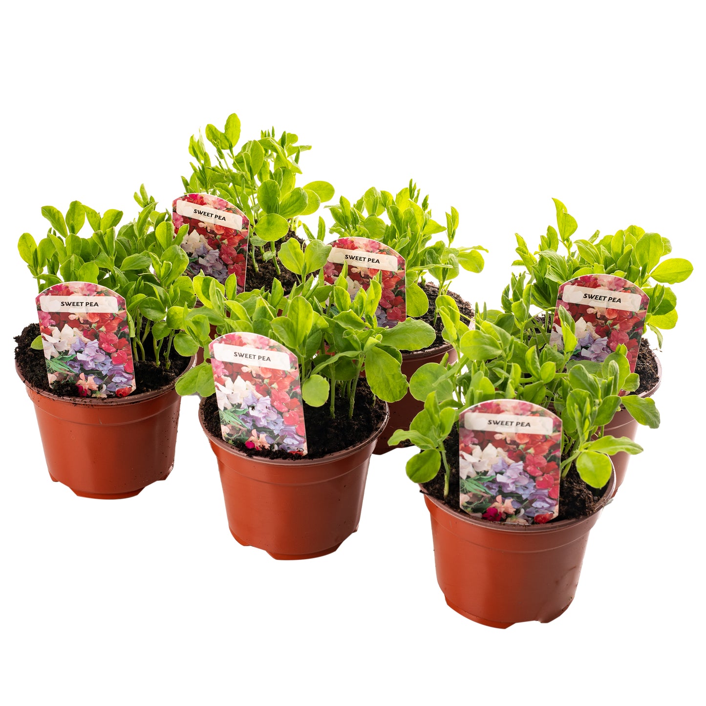 Bedding Plants - Sweet Pea Dwarf (9cm, Pack of 3)