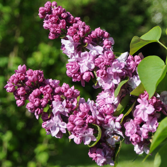 Syringa Kindy Rose Tree (10L, 5-6ft)