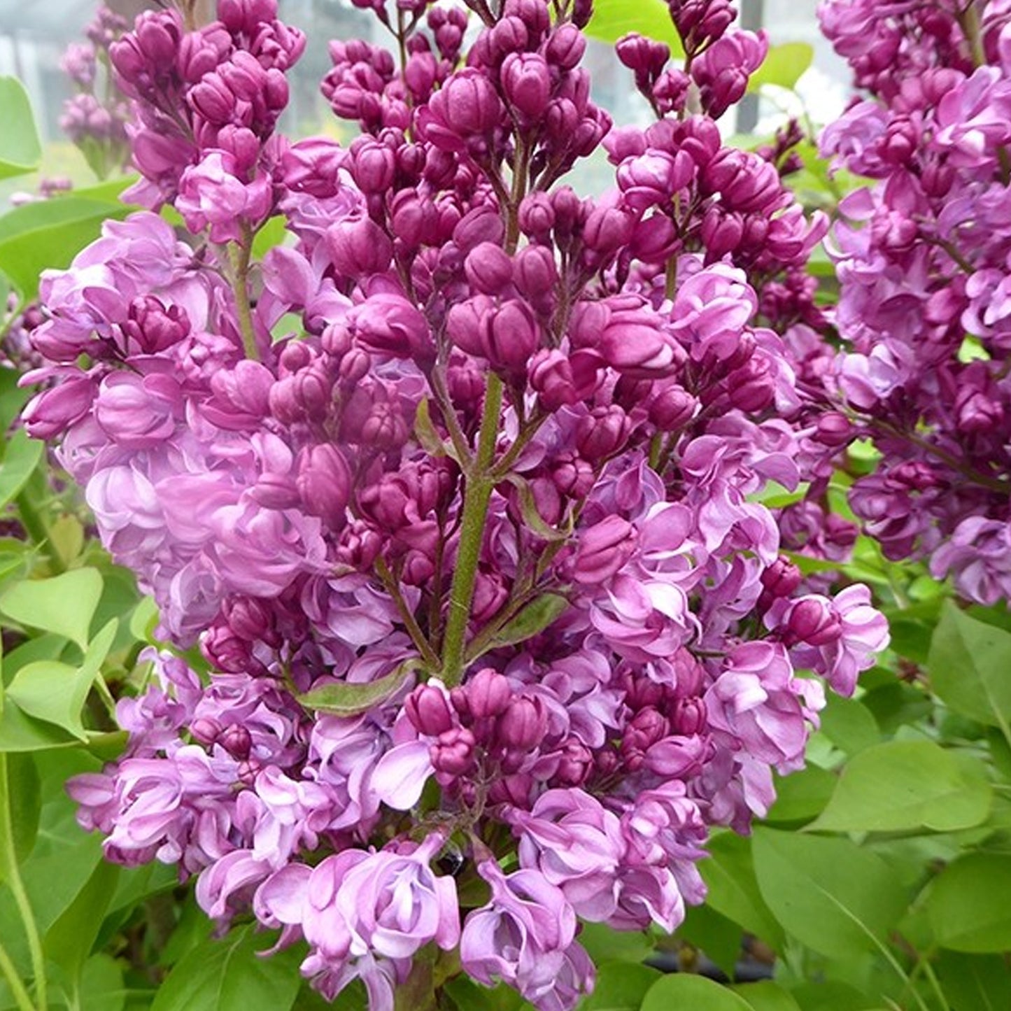 Syringa Kindy Rose Tree (10L, 5-6ft)