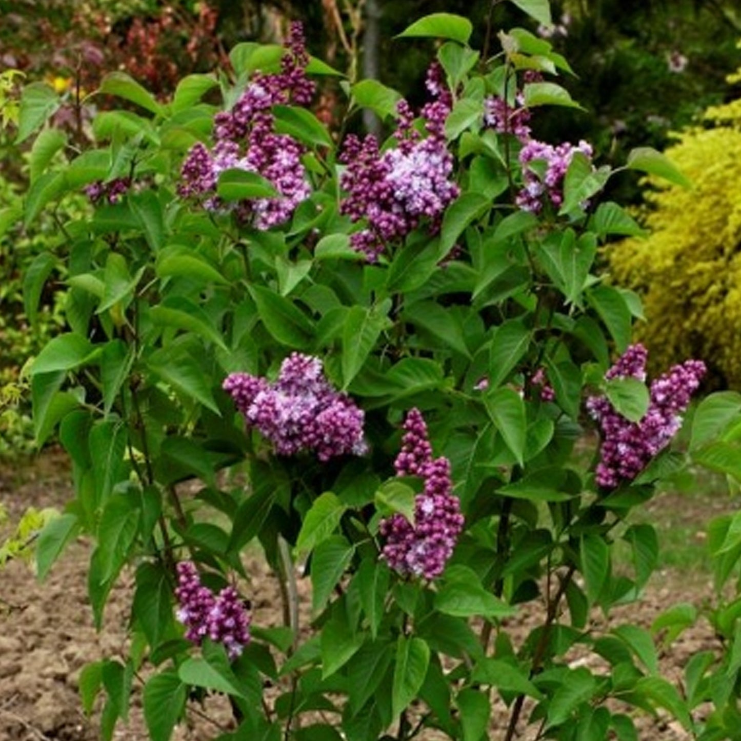 Syringa Kindy Rose Tree (10L, 5-6ft)