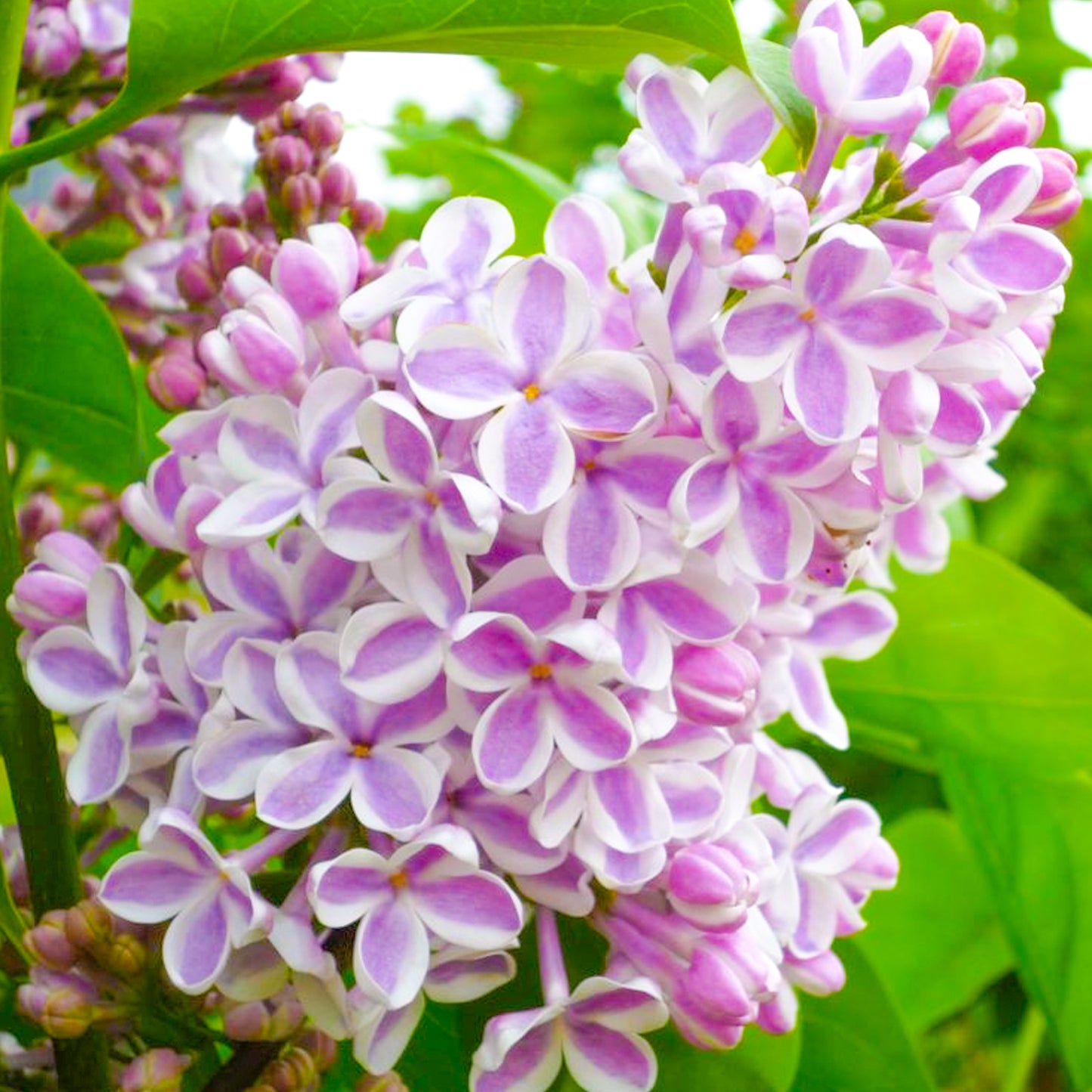 Syringa Lila Wonder (9cm)