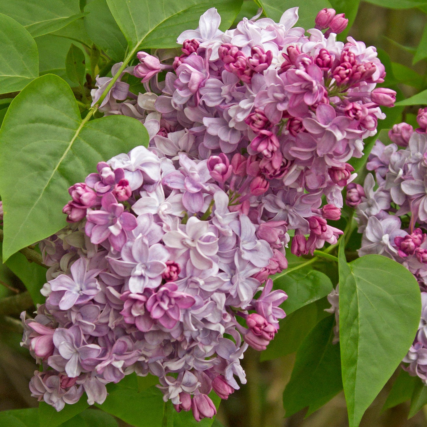 Syringa Pink Perfume Tree (10L, 5-6ft)