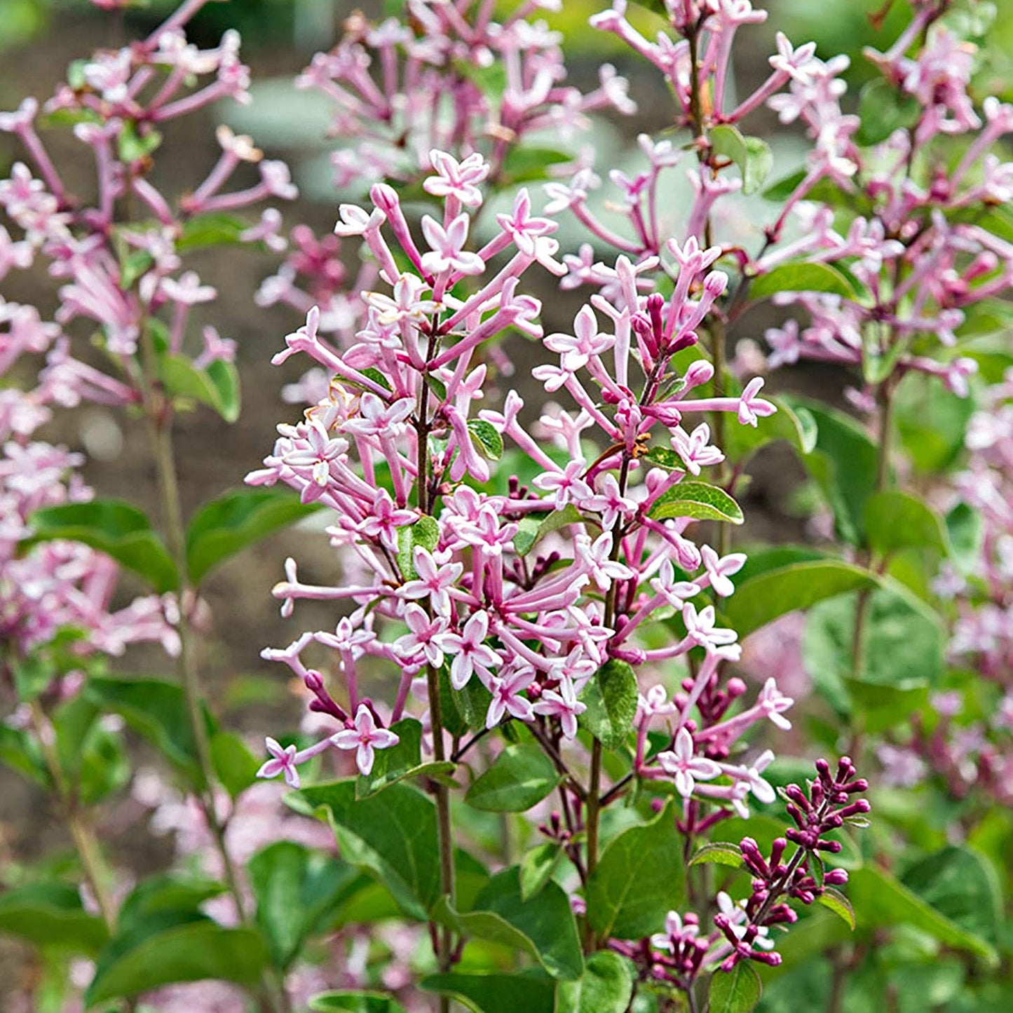 Syringa Pink Perfume Tree (10L, 5-6ft)