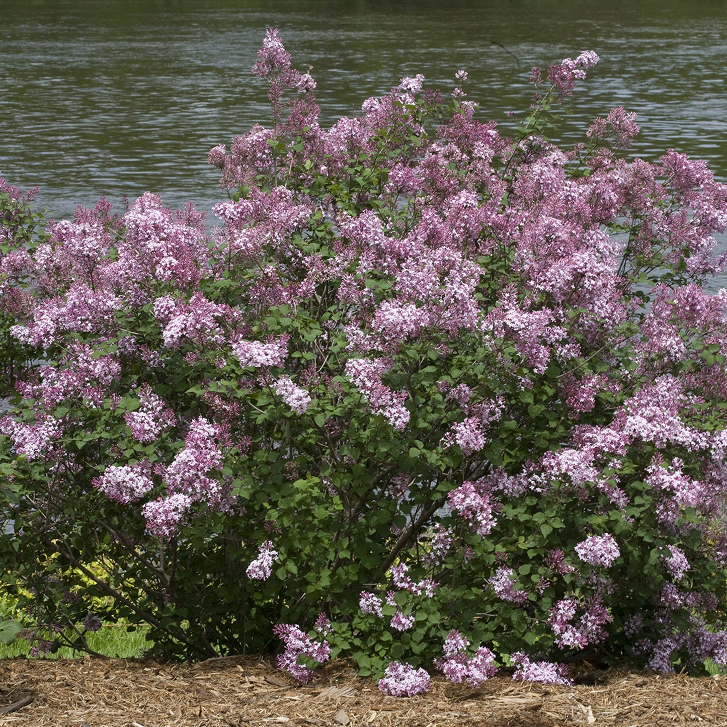 Syringa Pink Perfume Tree (10L, 5-6ft)