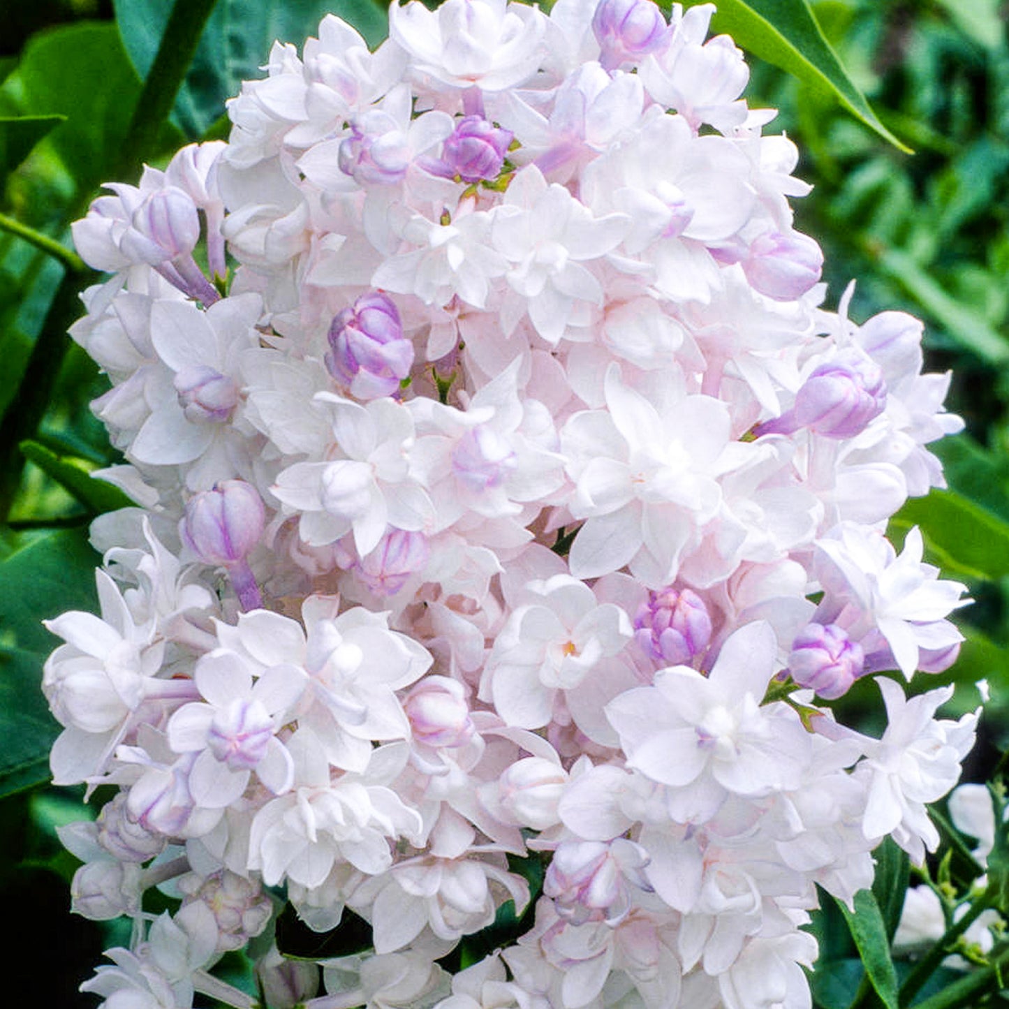 Syringa Beauty of Moscow Tree (10L, 5-6ft)