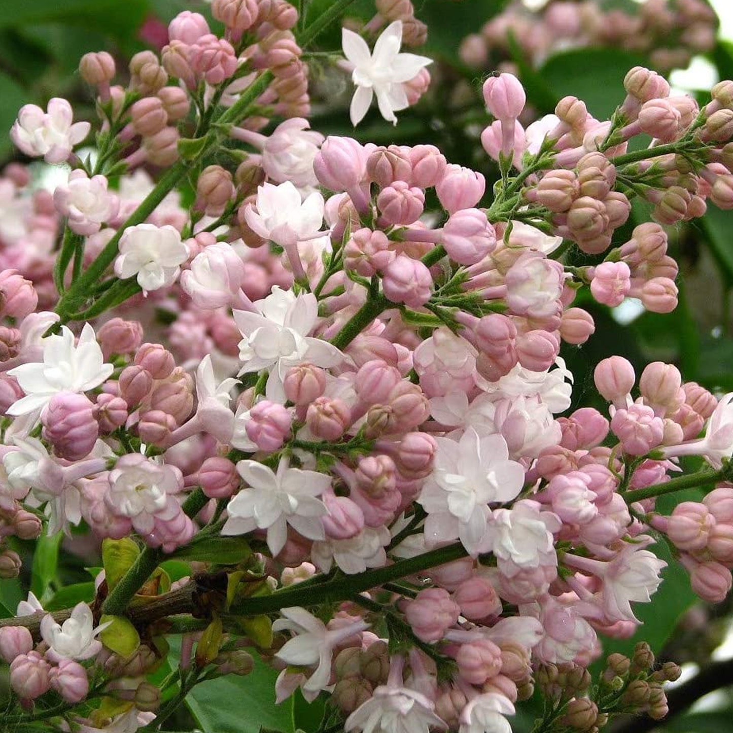 Syringa Beauty of Moscow Tree (10L, 5-6ft)