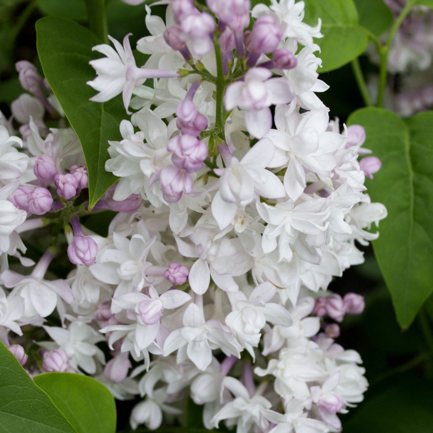 Syringa Beauty of Moscow Tree (10L, 5-6ft)