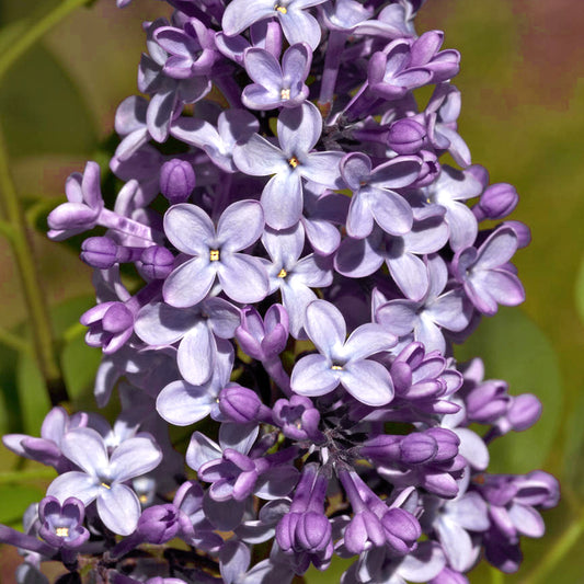 Syringa Michel Buchner Tree (10L, 5-6ft)