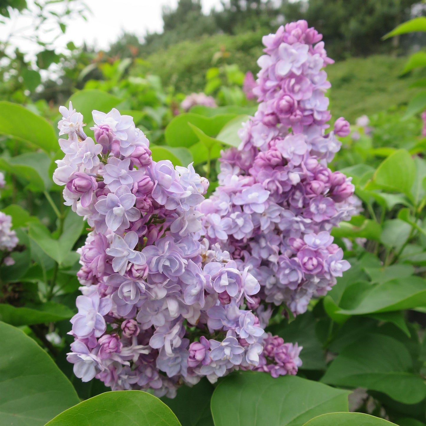 Syringa Michel Buchner Tree (10L, 5-6ft)