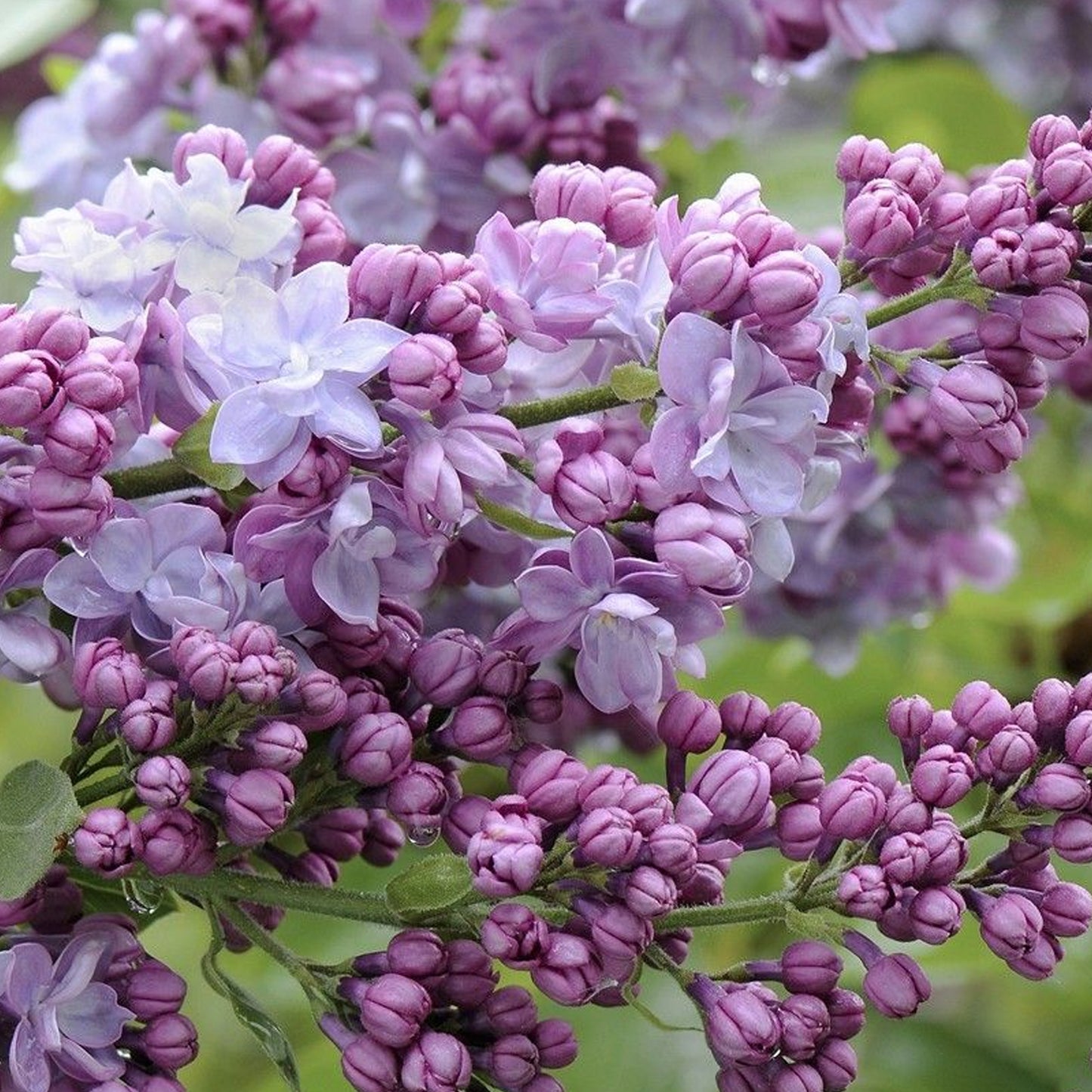 Syringa Michel Buchner Tree (10L, 5-6ft)