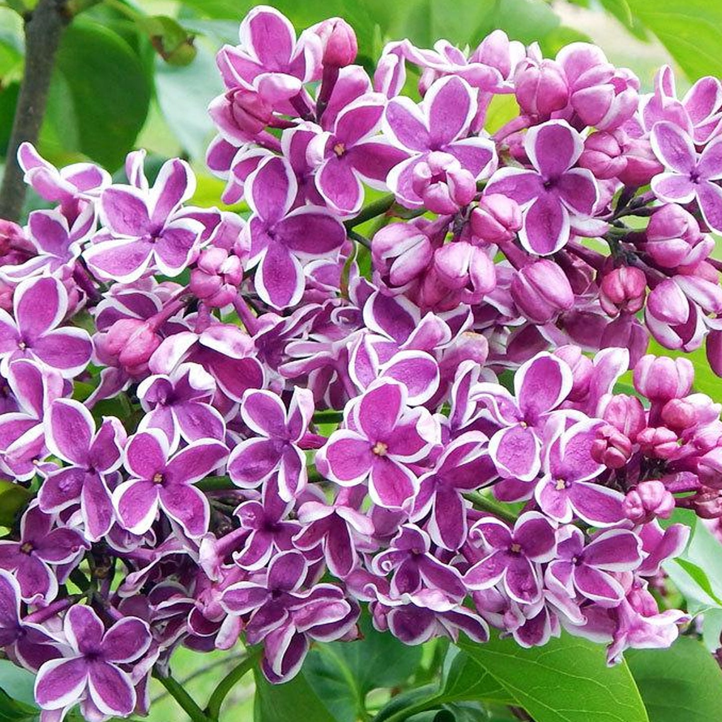 Syringa Sensation Tree (10L, 5-6ft)