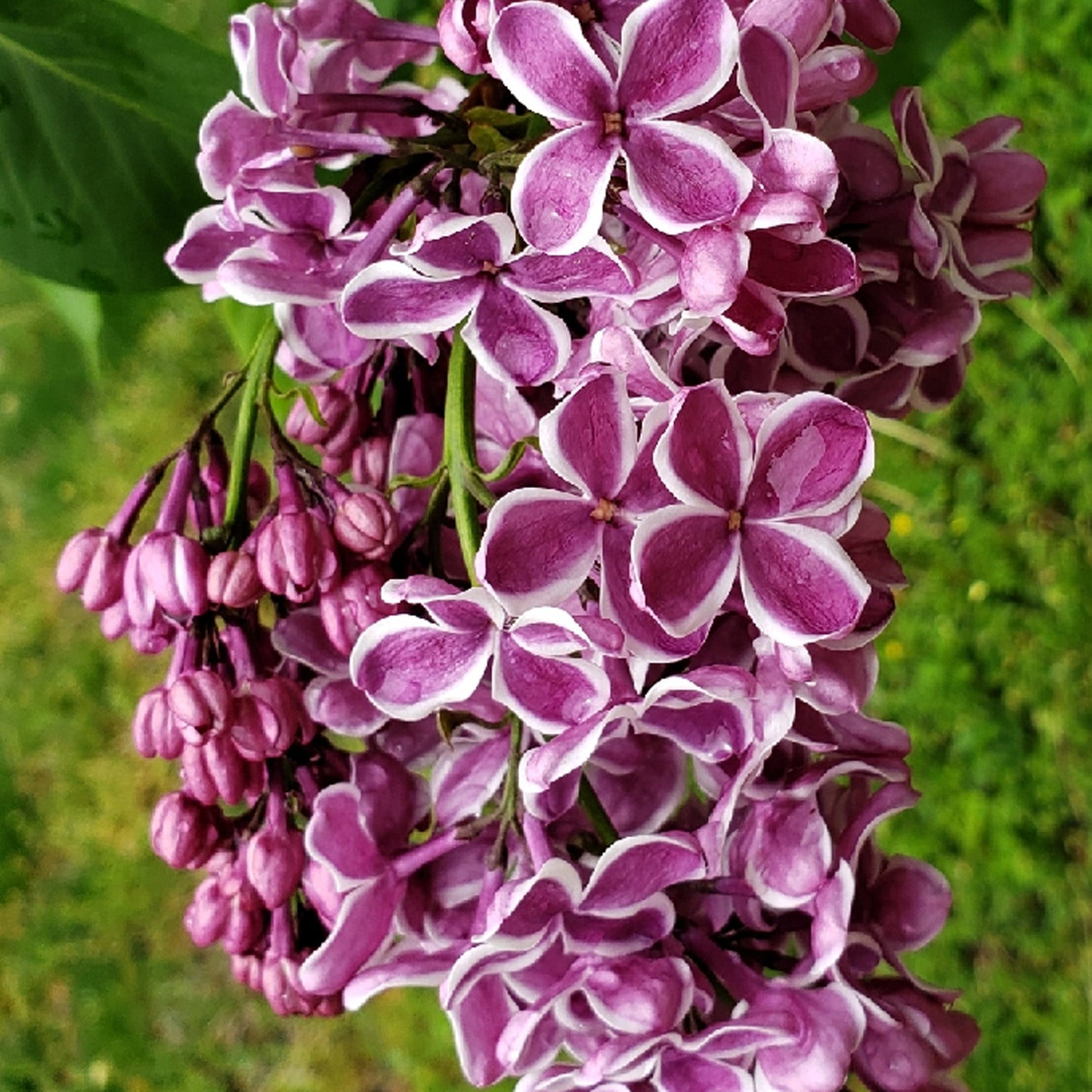 Syringa Sensation Tree (10L, 5-6ft)