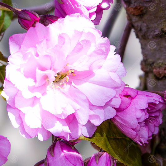 Prunus Pink Perfection Tree (12L, 5-6ft)