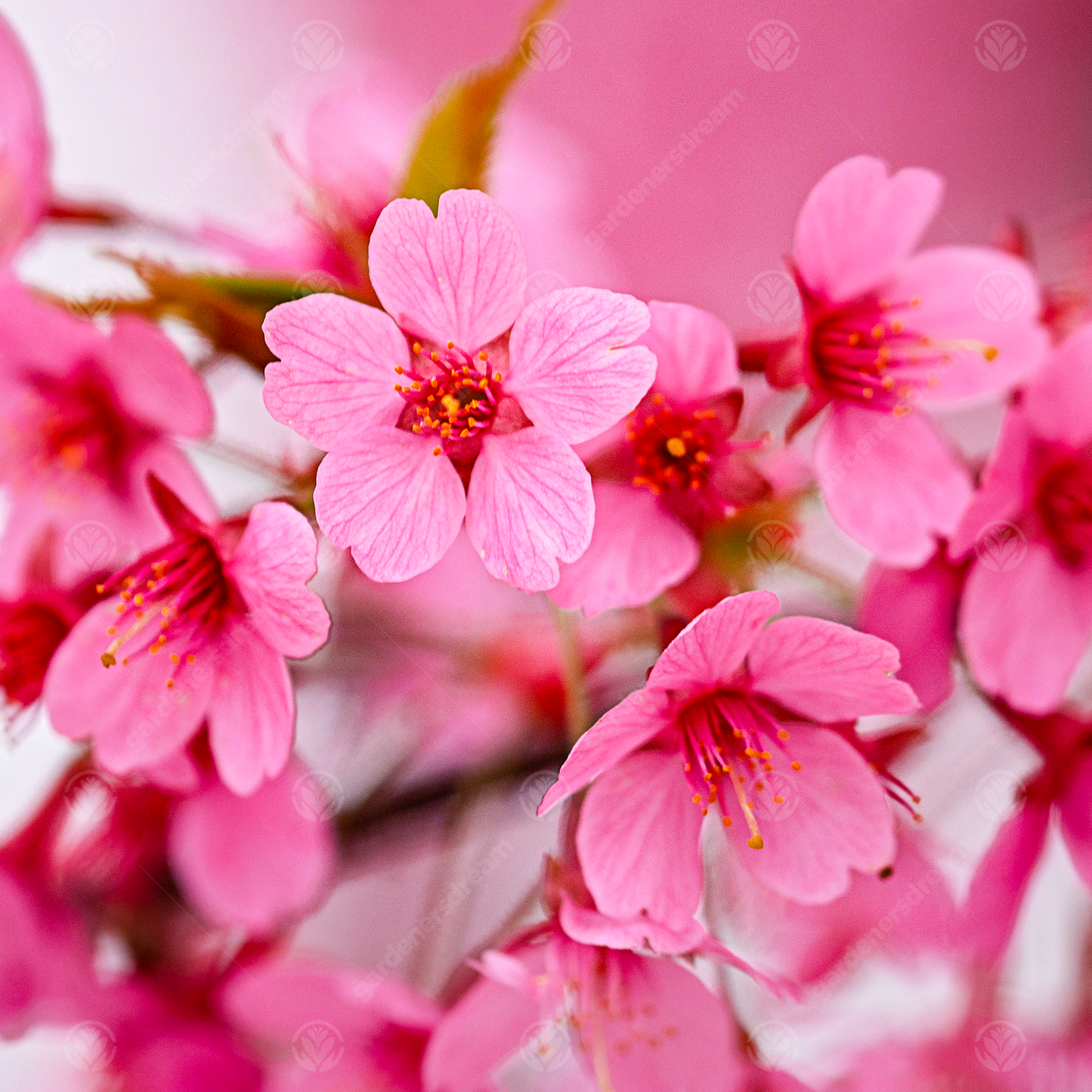 Prunus Kursar Tree (12L, 5-6ft)