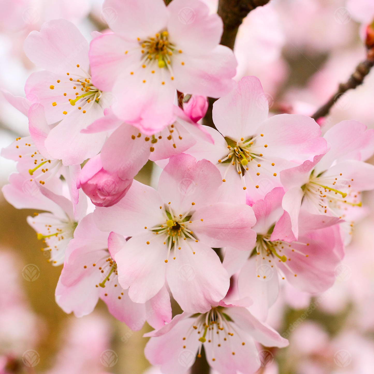 Prunus Pandora Tree (12L, 5-6ft)
