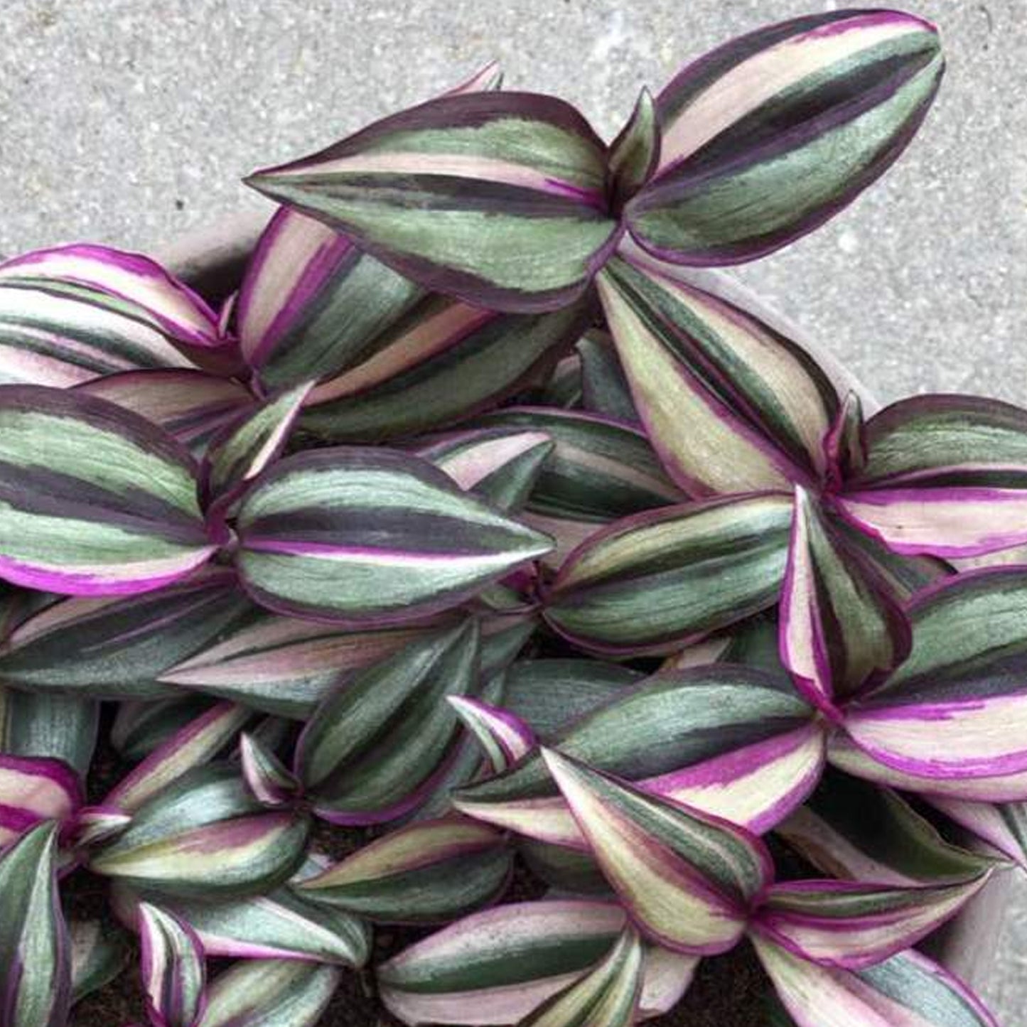 Tradescantia Quadricolor (12cm) V2