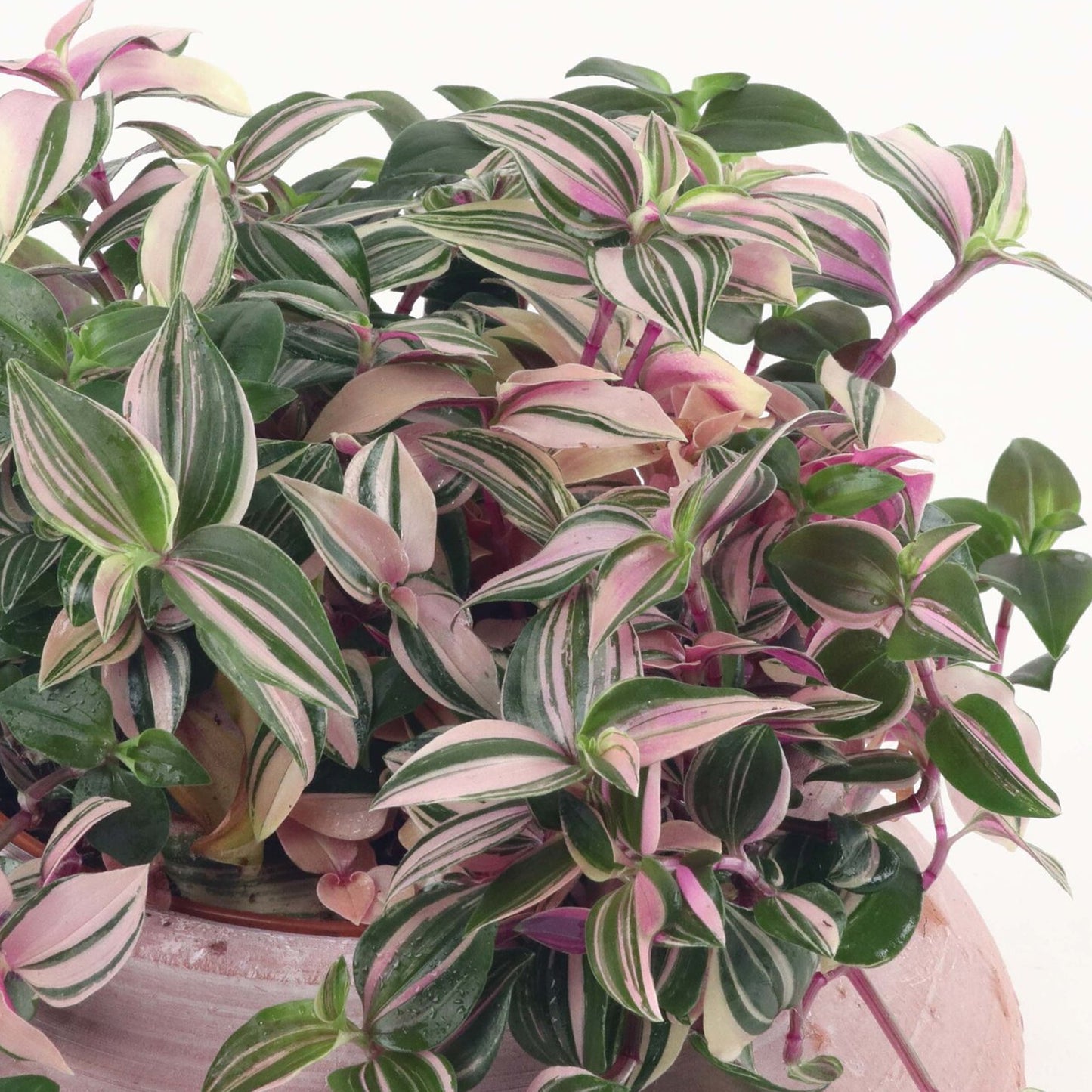 Tradescantia Quadricolor (12cm) V1