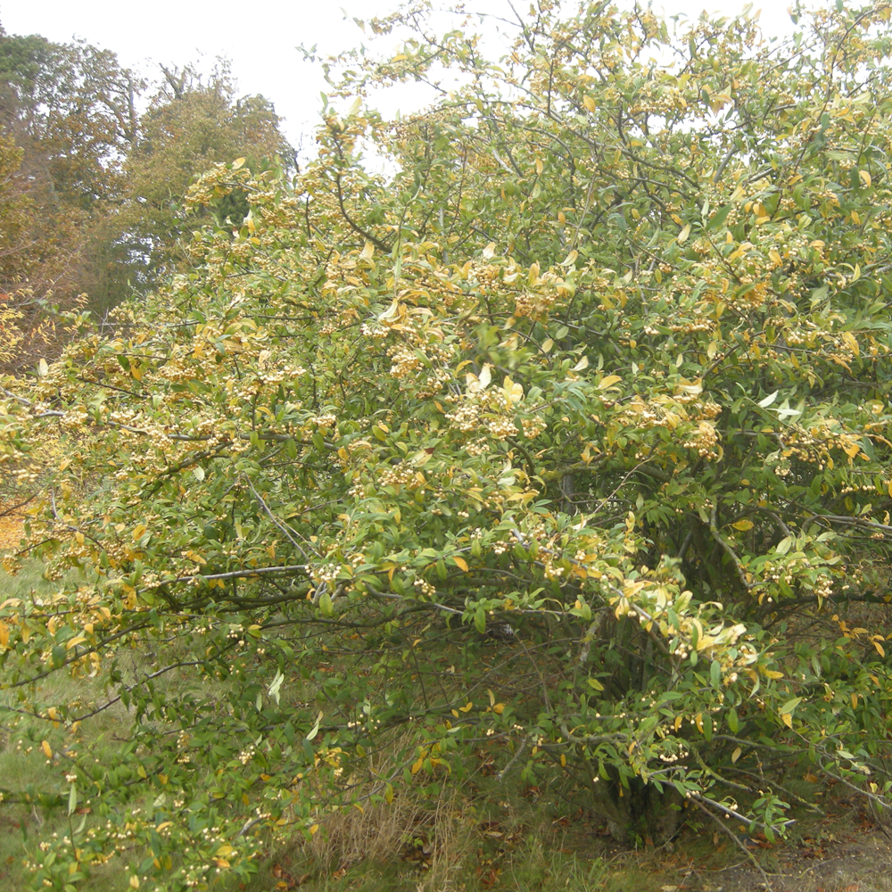 Cotoneaster Rothschildianus Tree (12L, 5-6ft)