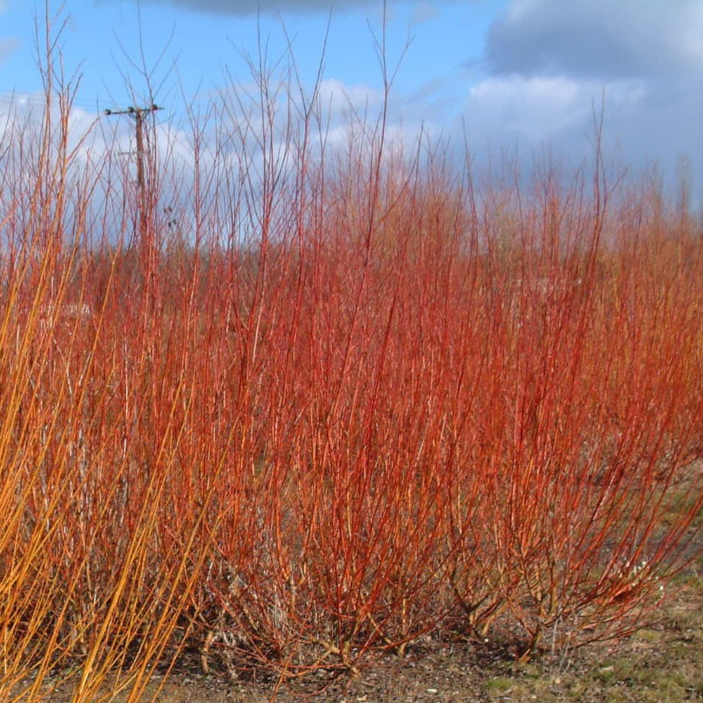 Salix Britzensis Tree (12L, 5-6ft)