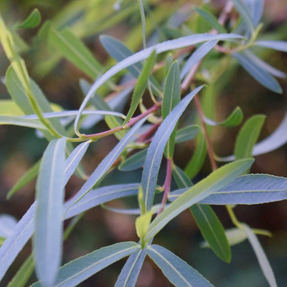Salix purpurea Pendula Tree (12L, 5ft Stem)