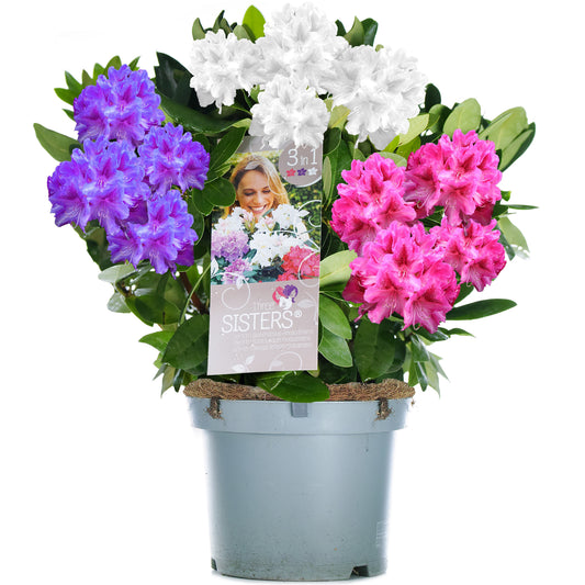 Rhododendron Tricolour (5L)