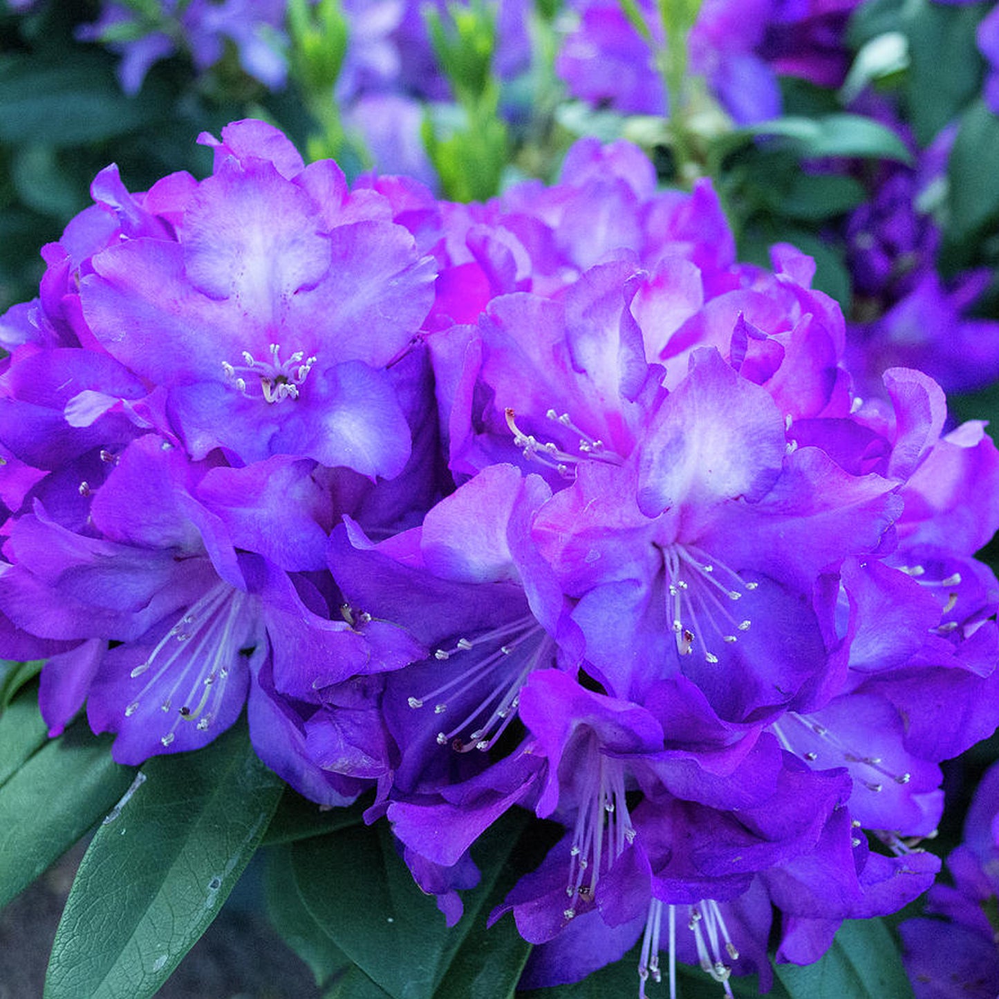 Rhododendron Tricolour (5L)