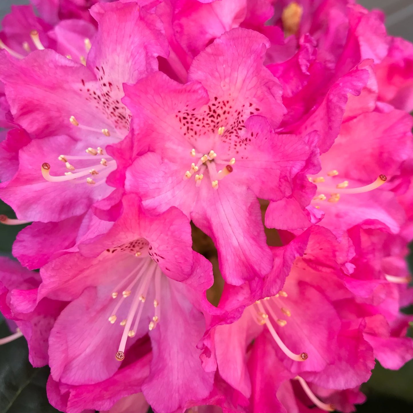 Rhododendron Tricolour (5L)