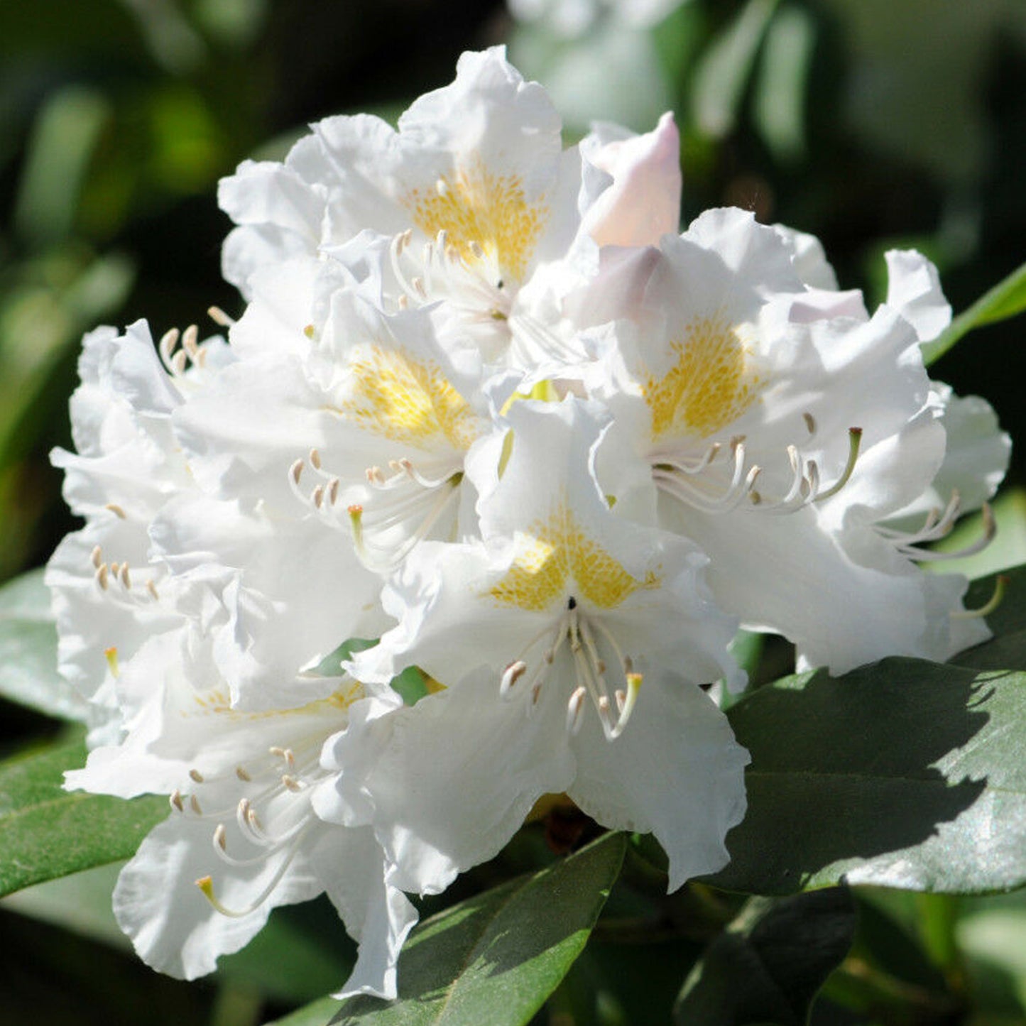 Rhododendron Tricolour (5L)