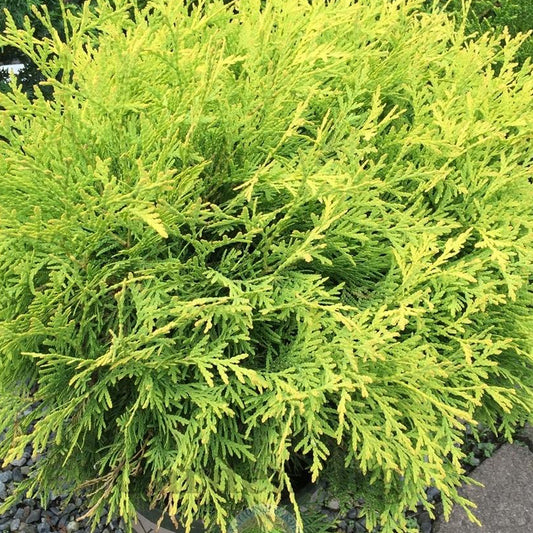 Thuja Golden Globe (9cm)
