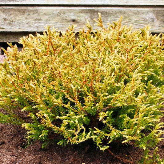 Thuja Golden Tuffet (9cm)