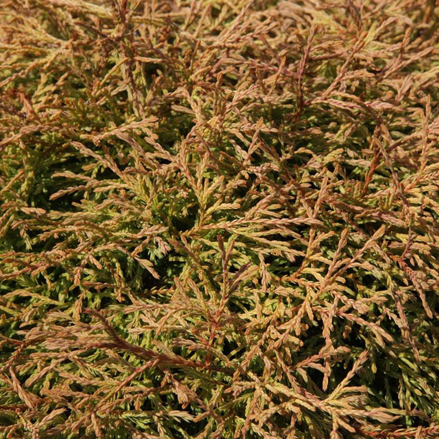 Thuja Golden Tuffet (9cm)