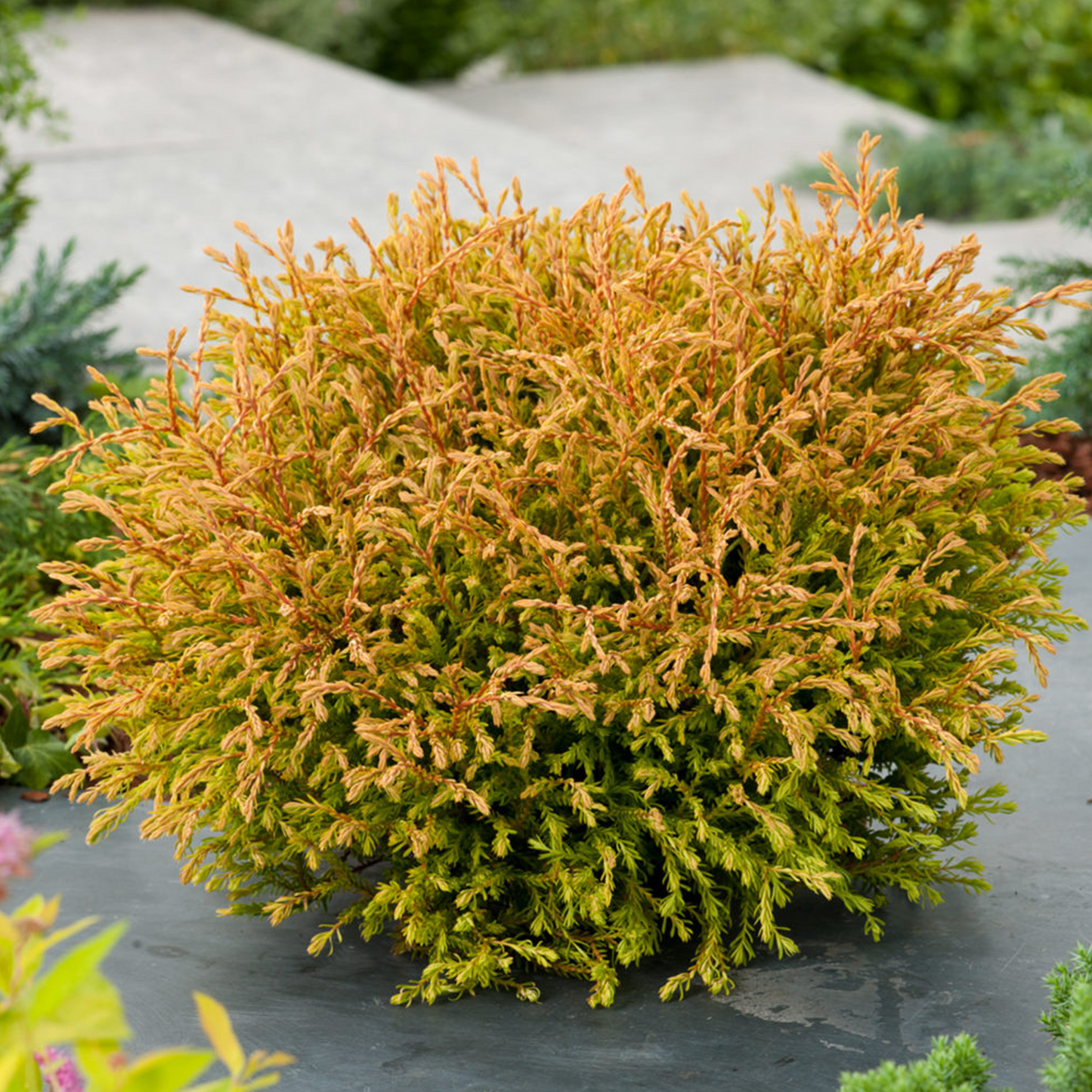 Thuja Golden Tuffet (9cm)
