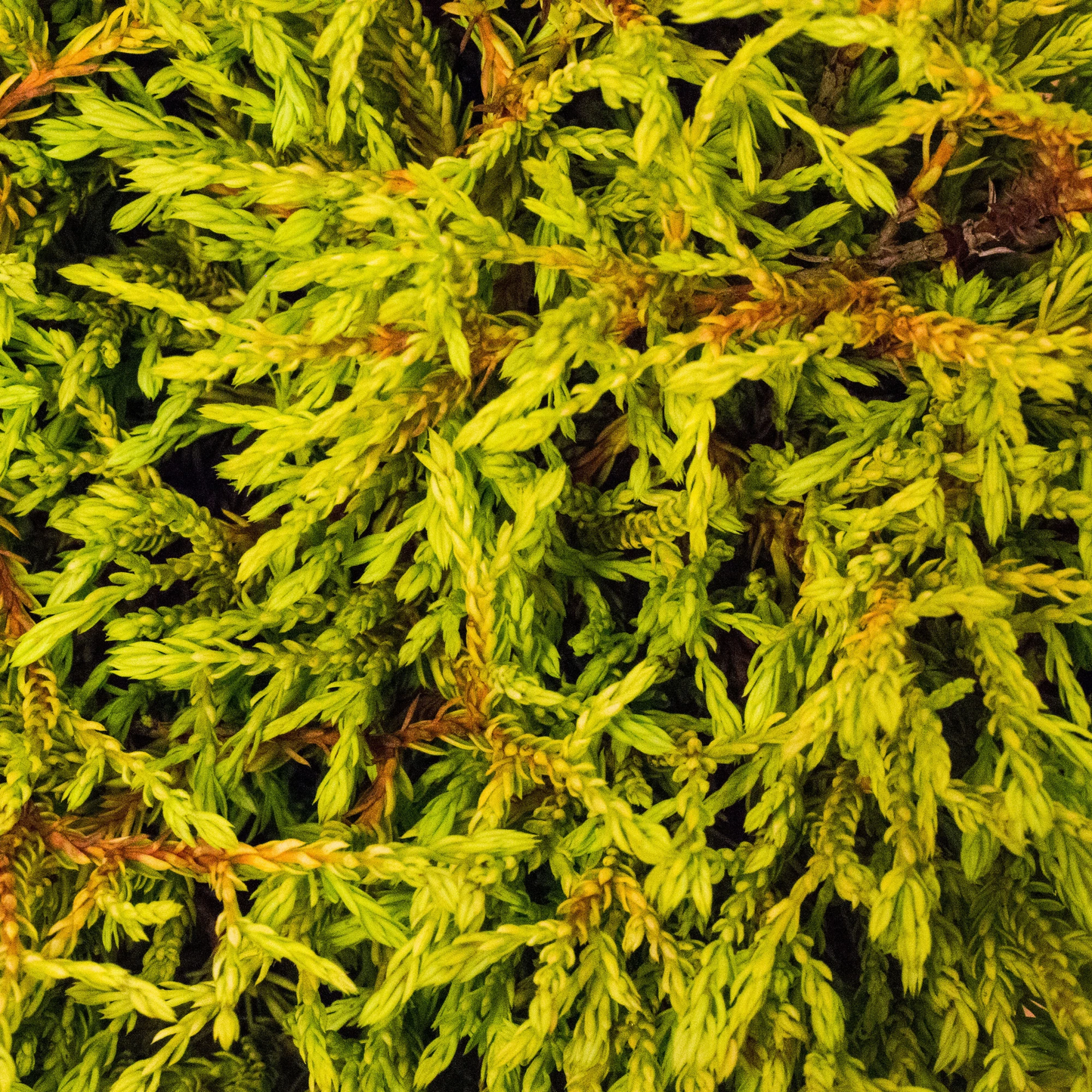 Thuja Golden Tuffet (9cm)