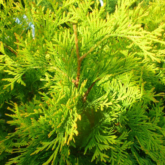 Thuja Yellow Ribbon (9cm)